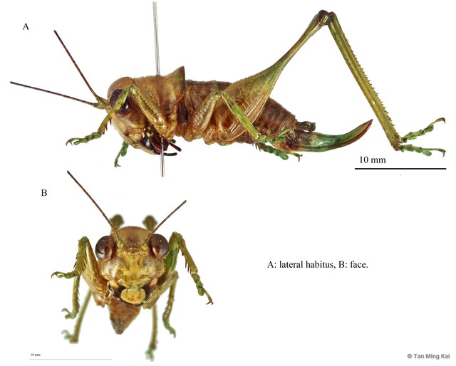 Lipotactes (Mortoniellus) karnyi • © Tan Ming Kai • All Rights Reserved