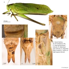 Mecopoda elongata