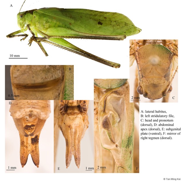 Mecopoda elongata • © Tan Ming Kai • All Rights Reserved