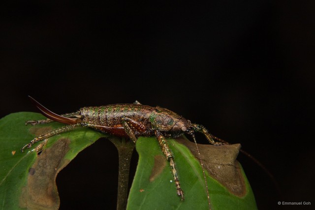 Nahlaksia bidadari