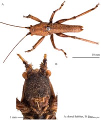 Nahlaksia bidadari • © Tan Ming Kai • All Rights Reserved