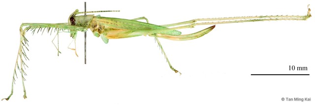 Neophisis (Platyphisis) siamensis • © Tan Ming Kai • All Rights Reserved