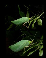 Onomarchus sp. "cf. uninotatus" • © Kenneth Chin • All Rights Reserved
