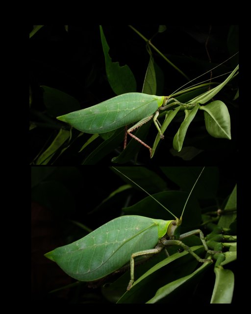 Onomarchus sp. "cf. uninotatus"