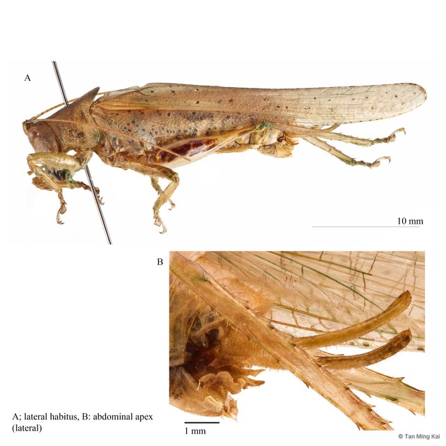 Oxylakis (Oxylakis) singaporensis