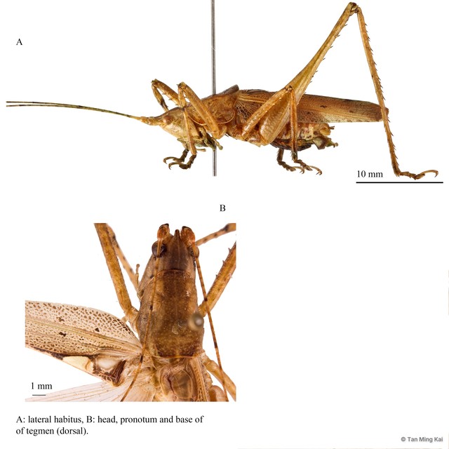 Paragraecia sp. "cf. gracilis" • © Tan Ming Kai • All Rights Reserved