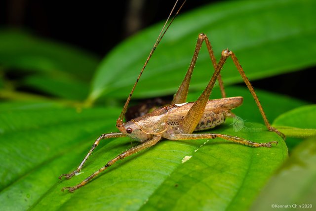 Paragraecia sp. "cf. gracilis"
