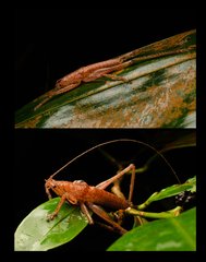 Peracca (Peracca) macritchiensis • © Kenneth Chin • All Rights Reserved