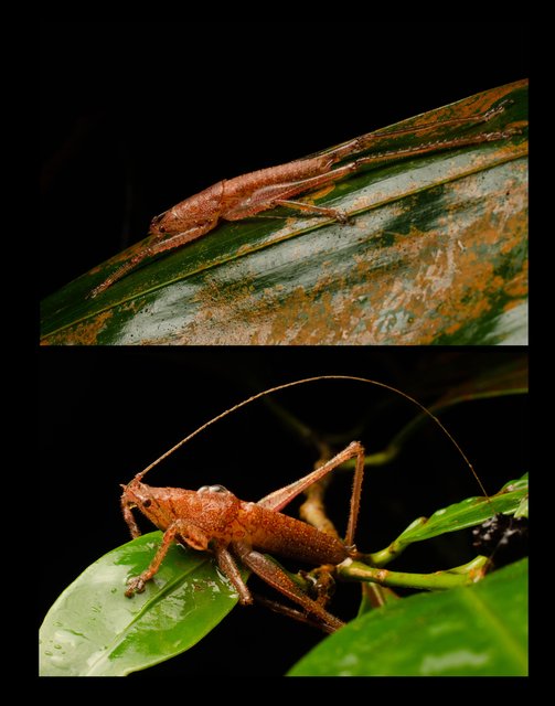 Peracca (Peracca) macritchiensis