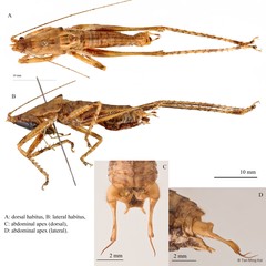 Peracca (Peracca) macritchiensis Tan & Ingrisch, 2014