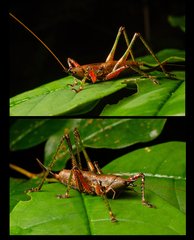 Peracca (Peracca) mirzai • © Kenneth Chin • All Rights Reserved