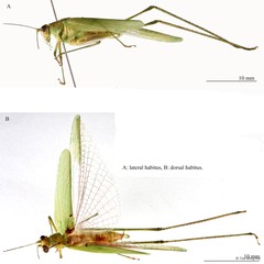 Phaneroptera brevis • © Tan Ming Kai • All Rights Reserved