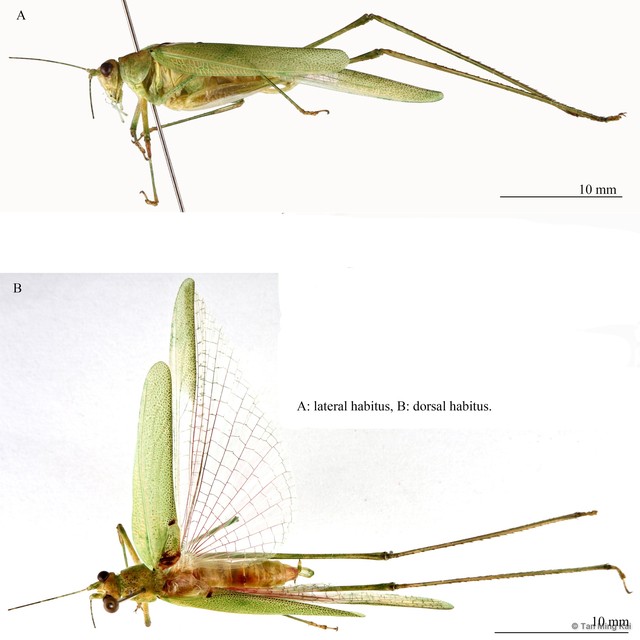 Phaneroptera brevis