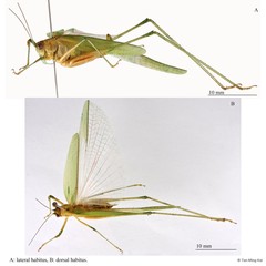 Phaneroptera brevis • © Tan Ming Kai • All Rights Reserved