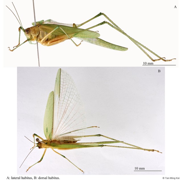 Phaneroptera brevis • © Tan Ming Kai • All Rights Reserved