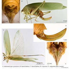 Phaulula malayica