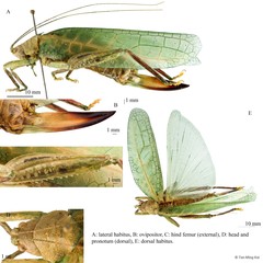 Phyllomimus (Phyllomimus) elliptifolius (Pictet & Saussure, 1892)