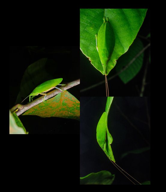 Promeca perakana • © Kenneth Chin • All Rights Reserved