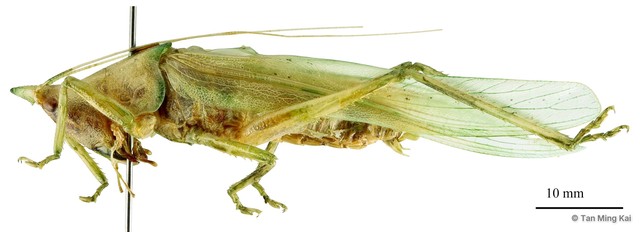 Pseudorhynchus minor • © Tan Ming Kai • All Rights Reserved