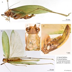 Psyrana sp. "cf. sondaica"