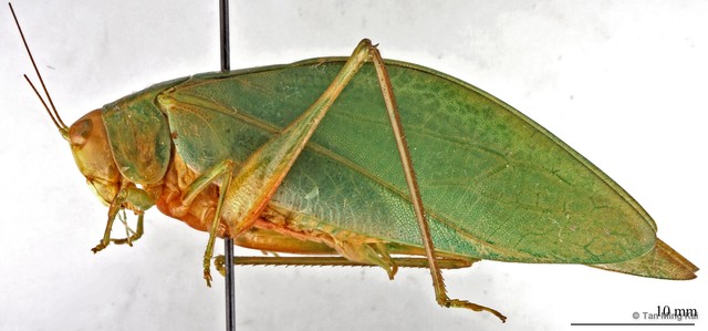 Sympaestria sp. "cf. acutelobata" • © Tan Ming Kai • All Rights Reserved