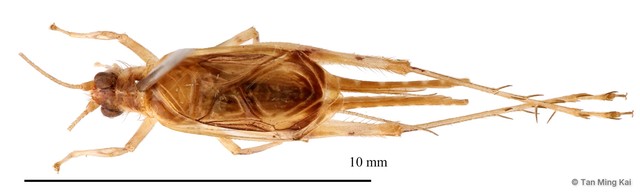 Anaxipha sp. "1"