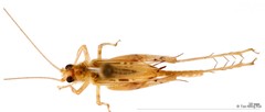 Anaxipha sp. "1" • © Tan Ming Kai • All Rights Reserved