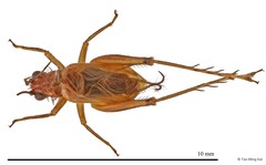 Anaxipha sp. "3" • © Tan Ming Kai • All Rights Reserved