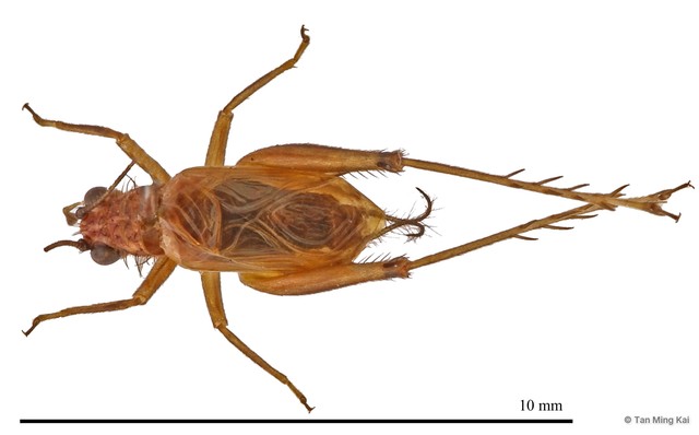 Anaxipha sp. "3"