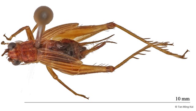 Anaxipha sp. "3" • © Tan Ming Kai • All Rights Reserved