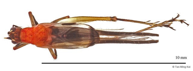 Homoeoxipha lycoides • © Tan Ming Kai • All Rights Reserved