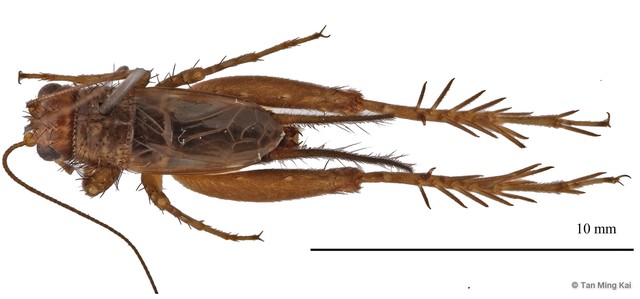 Polionemobius sp. "cf. taprobanensis" • © Tan Ming Kai • All Rights Reserved