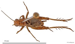 Pteronemobius sp. "1"