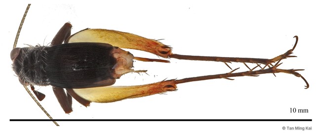 Trigonidium (Trigonidium) sp. "cf. cicindeloides" • © Tan Ming Kai • All Rights Reserved