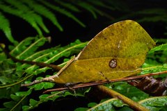 Systella rafflesii • © Kenneth Chin • All Rights Reserved