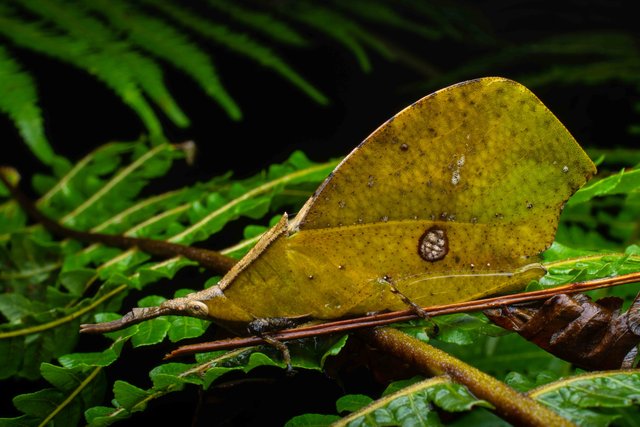 Systella rafflesii