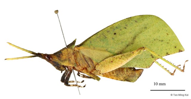 Systella rafflesii • © Tan Ming Kai • All Rights Reserved