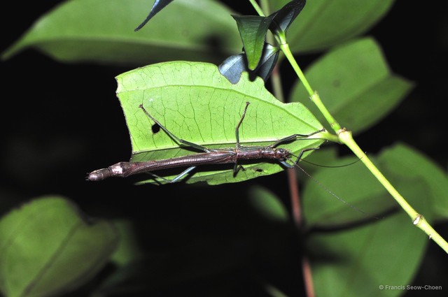 Chlorobistus xiuyuae • © Francis Seow-Choen • All Rights Reserved