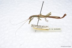 Chlorobistus xiuyuae • © Francis Seow-Choen • All Rights Reserved