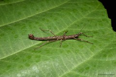 Presbistus peleus • © Francis Seow-Choen • All Rights Reserved