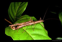 Presbistus peleus • © Francis Seow-Choen • All Rights Reserved