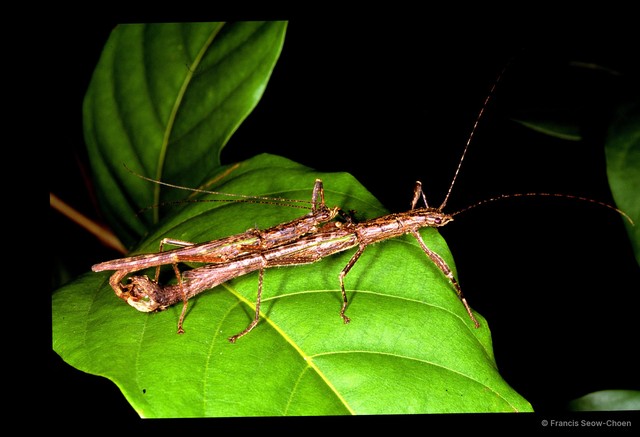 Presbistus peleus