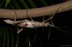 Haaniella mecheli