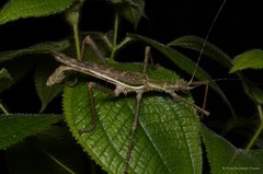 Haaniella mecheli • © Francis Seow-Choen • All Rights Reserved