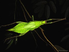 Heteropteryx dilatata (Parkinson, 1798)