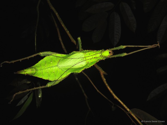 Heteropteryx dilatata • © Francis Seow-Choen • All Rights Reserved