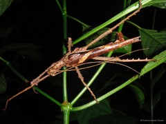 Heteropteryx dilatata • © Francis Seow-Choen • All Rights Reserved