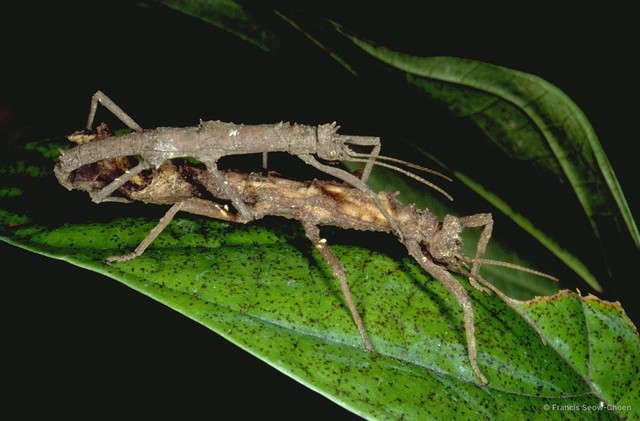Pylaemenes mitratus • © Francis Seow-Choen • All Rights Reserved