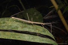 Acacus sarawacus • © Francis Seow-Choen • All Rights Reserved