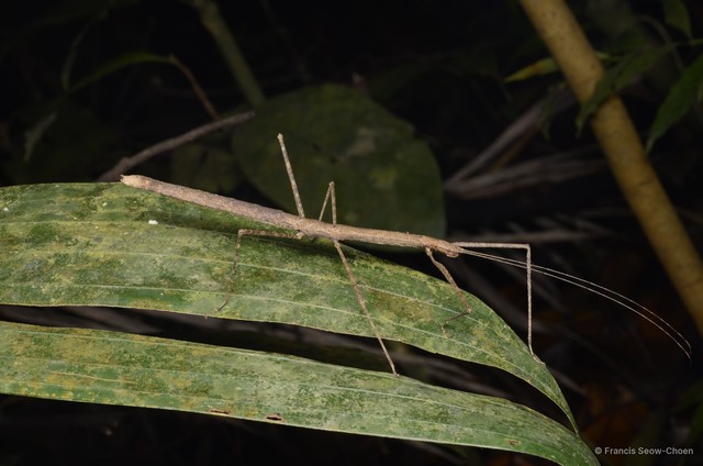 Acacus sarawacus • © Francis Seow-Choen • All Rights Reserved